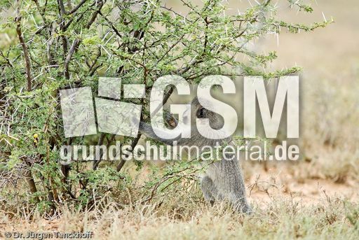 Grüne Meerkatzen (48 von 67).jpg